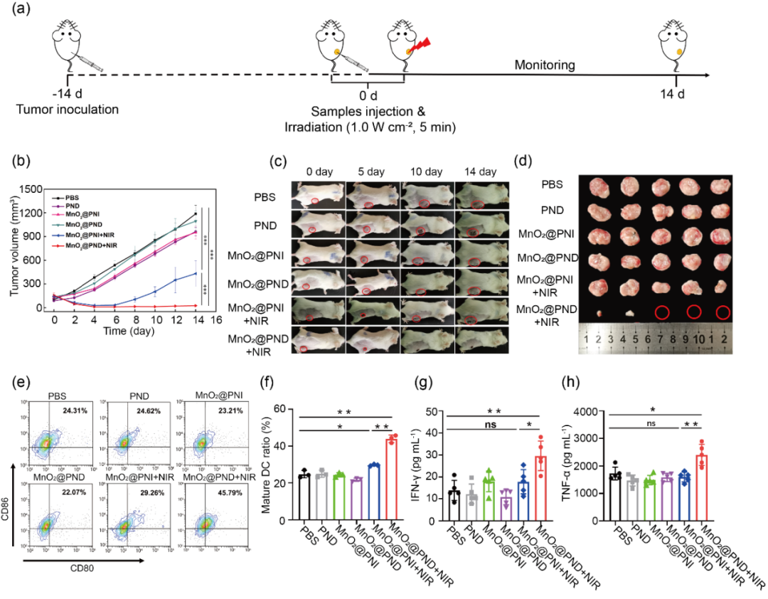 华中科技大学王芹/朱艳红AFM:可注射黏附性水凝胶捕获光热产生的抗原构建肿瘤原位疫苗的图4